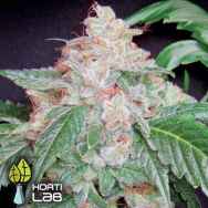 Hortilab Seeds Star Kush